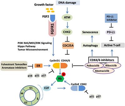 Mechanisms of CDK4/6 Inhibitor Resistance in Luminal Breast Cancer